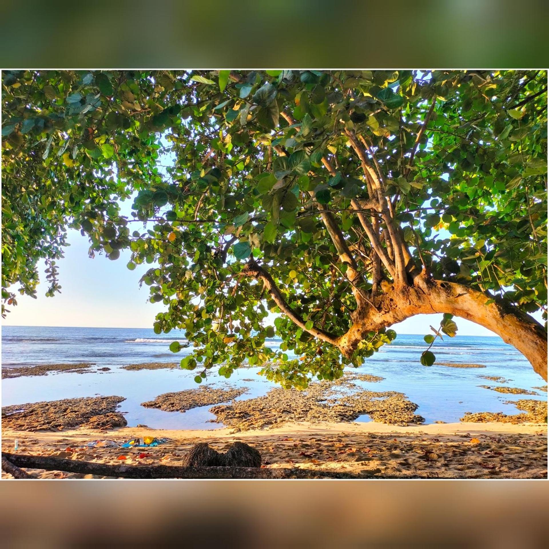 Cabinas Coconut Grove Puerto Viejo de Talamanca Kültér fotó
